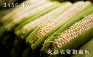 玉米杂交种农华101的高产栽培技术