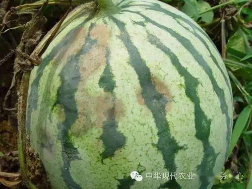 西瓜常见病害高清晰病害图谱与分析 值得一看的好文章