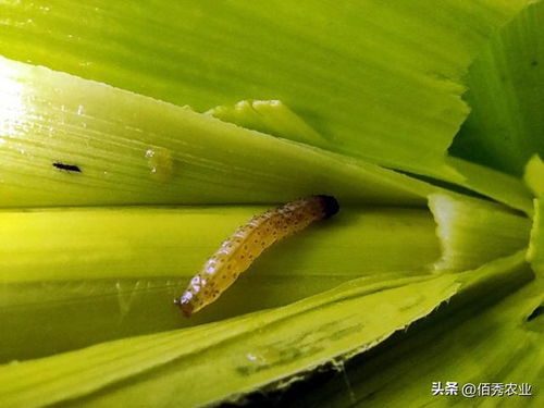 老农药杀虫单,被称为 乞丐 版杀虫剂,如今在新领域大放异彩