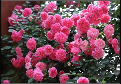 蔷薇花怎么修剪,蔷薇花修剪方法