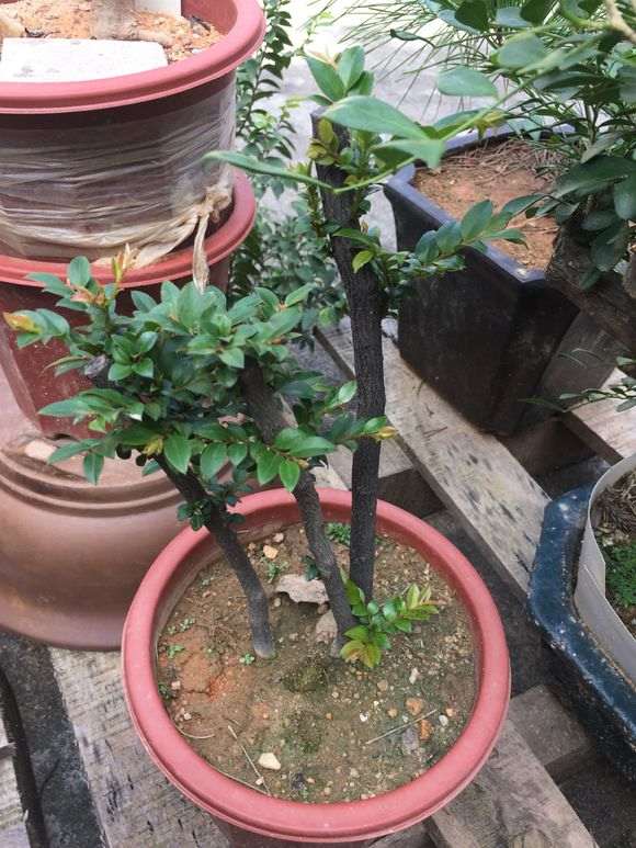 黑骨茶下山桩怎么栽培 要多久才发芽 图片