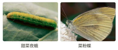 一分钟读懂甲维盐与阿维菌素区别
