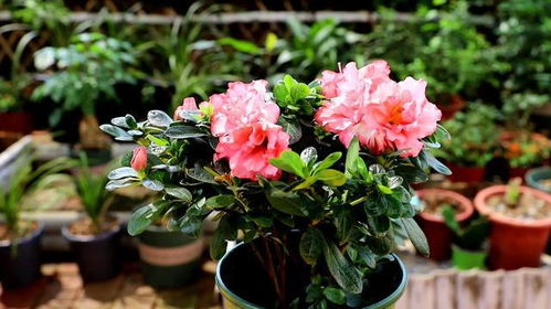 家里养杜鹃花吉祥吗