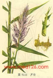芦竹中草药图谱,芦竹彩色图谱