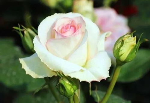 月季花生虫子用什么药