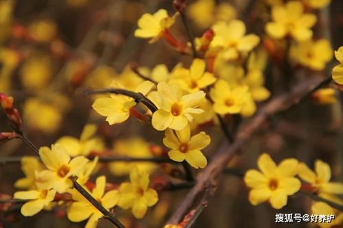 迎春花和连翘傻傻分不清 看花瓣就知道了