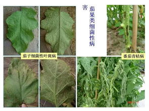 经典 作物病害分类 多图慎入