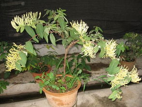 金银花种植风水禁忌