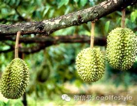 为榴莲,走槟城