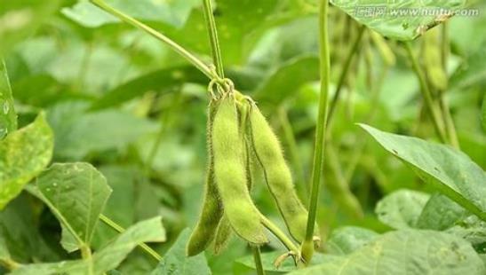 黄豆种植想高产,高产农户教你种植方法