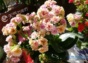 长寿花花语是什么 长寿花适合送什么人