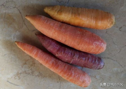 什么时候种胡萝卜好,如何种植更高产
