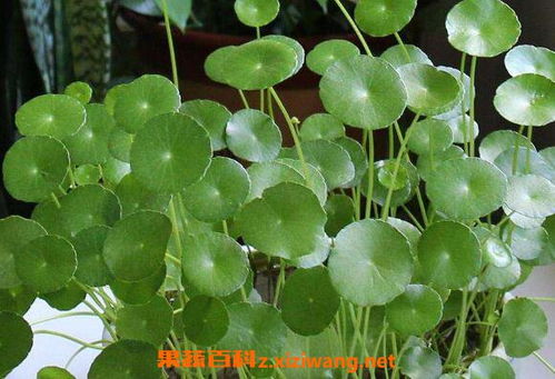 金钱草的养殖方法注意事项