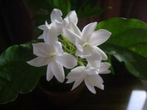 茉莉花在凌晨多少点开花