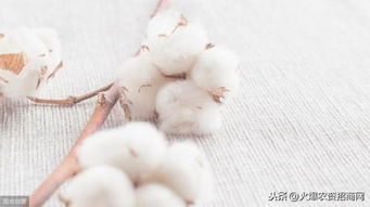 棉花什么季节收获