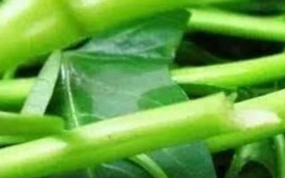 空心菜叶子发黄是什么原因