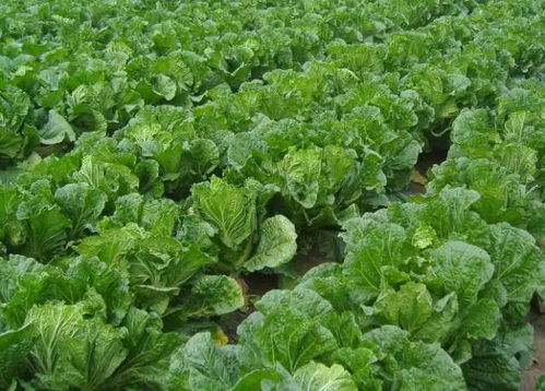 叶菜类蔬菜特点 叶菜营养吸收都有哪些特点
