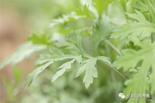 艾草种植利润