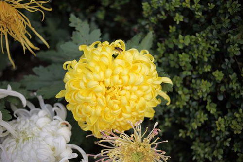 向日葵是什么季节开放的