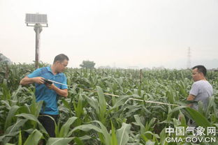 都安 积极开展春玉米拔节期农情调查