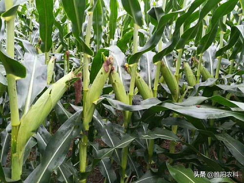 太玉339玉米种子简介