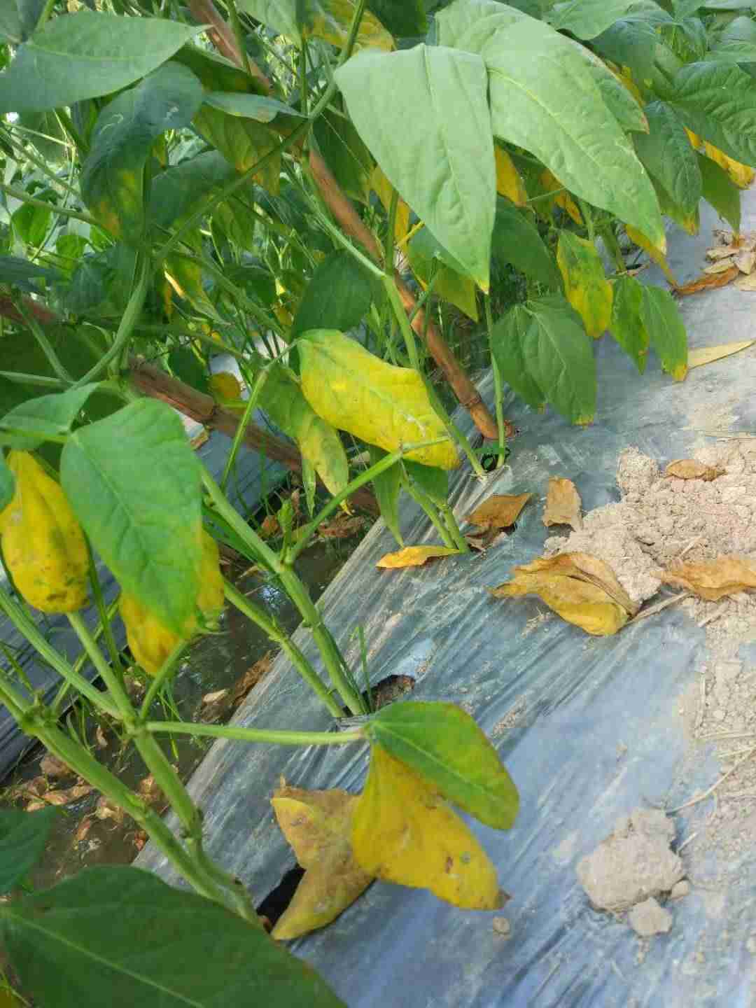 豆角叶子发黄,掉叶,是什么病害 还有该打什么药才好 