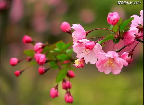 如何分辨桃花 杏花 梨花 梅花 樱花 李子花 海棠花