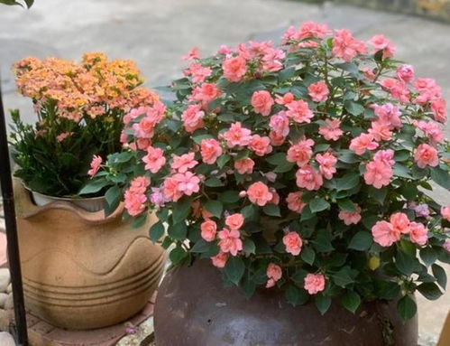 百合开花季节和时间