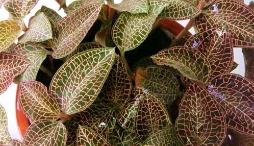 种植金线莲有销路吗