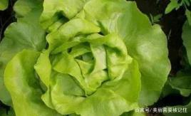生菜球什么时候播种最合适