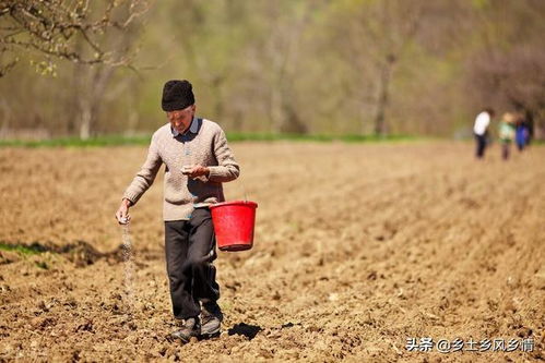 磷钾肥是什么东西 教你全面了解并正确使用磷钾肥