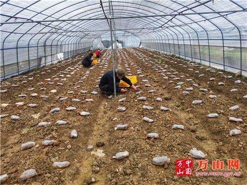 种植羊肚菌的大棚怎样建