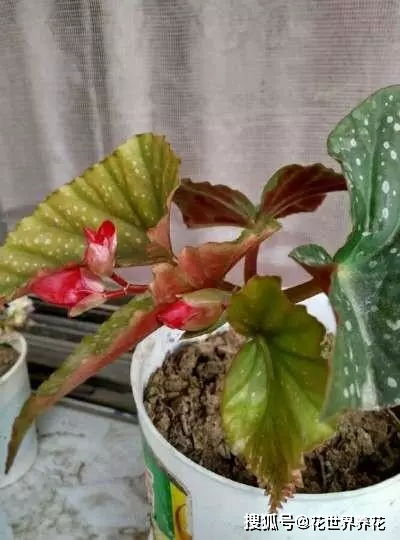 想养花就扦插一盆这花,一节枝种一盆,花一开就是大半年,美极了