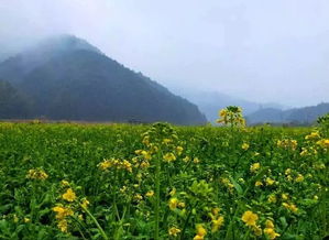 2023婺源油菜花最新花期预报,观赏季即将来临不容错过