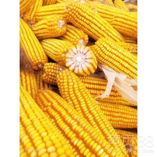 粘玉米种子什么品种好