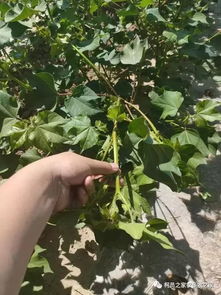 棉花种植 详细解说棉花打顶需要注意哪些细