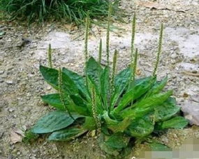 家里种的荆荠,长出这个菜,大家看看这是什么菜呀