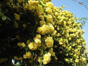 黄木香花期