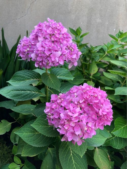 绣球银河