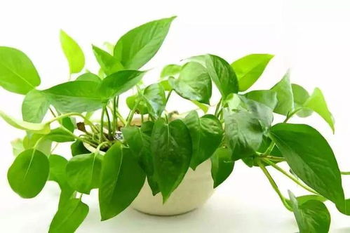 除甲醛的植物排名