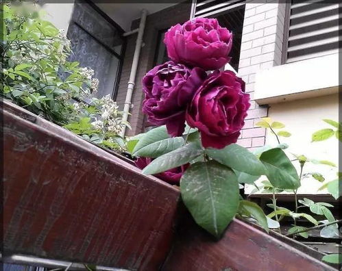 铁线莲乌托邦