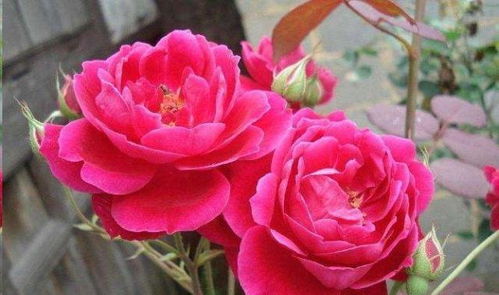 花宫娜月季优缺点