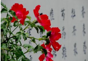 月季诗句最有名一句
