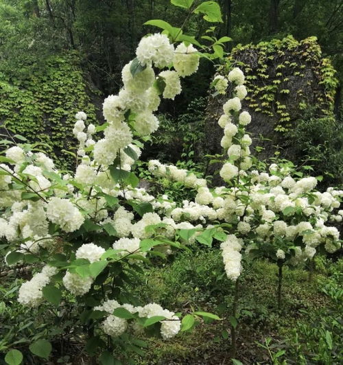 绣球花是草本还是木本