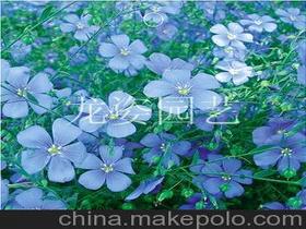 蓝花亚麻的图片