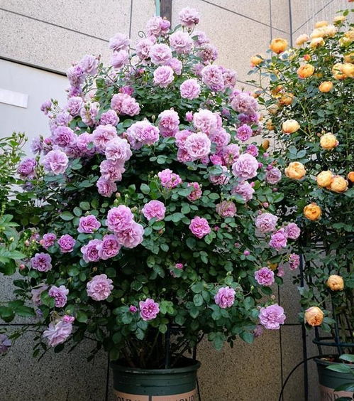 真正四季开花的藤本月季