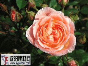 甜梦月季