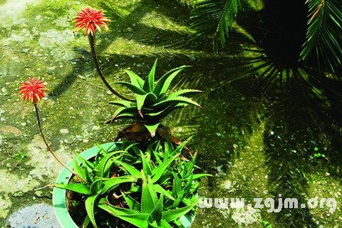 芦荟开花预示着什么花期有多长