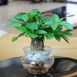 家里种什么植物好