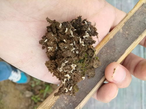 灌蛆灵 新时期黑头蛆克星 